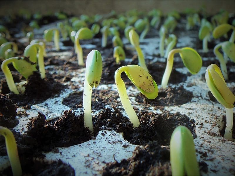 soybeans